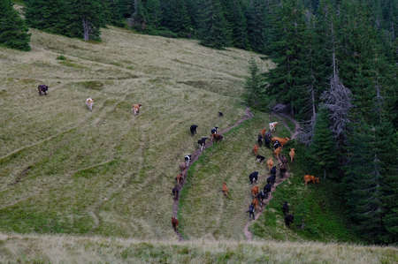 Ukraine, Eastern Carpathians, Central Gorgany Mountains - cows crossing the river on pastures...