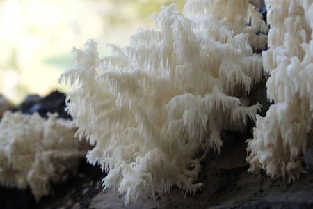 A beautiful unusual mushroom that looks like a coral - Hericium coralloides, commonly known ascoral...