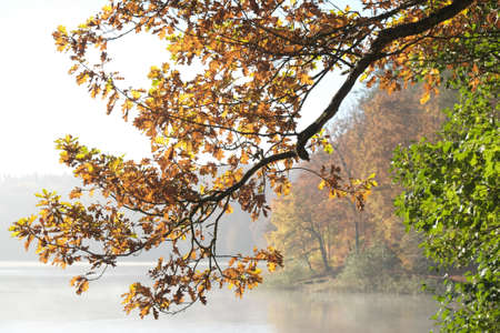 Branches with autumn colorful foliage and misty lake in background.