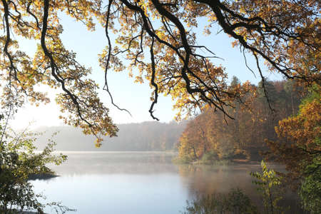 Branches with autumn colorful foliage and misty lake in background.