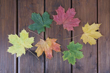 Beautiful colorful leaves of maple lying on dark brown boards