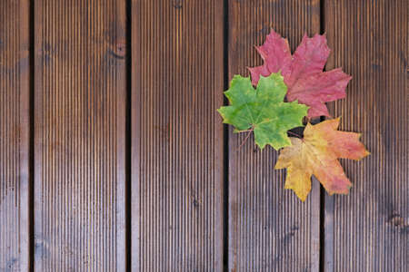 Tree beautiful colorful leaves of maple lying in corner on dark brown boardsの写真素材
