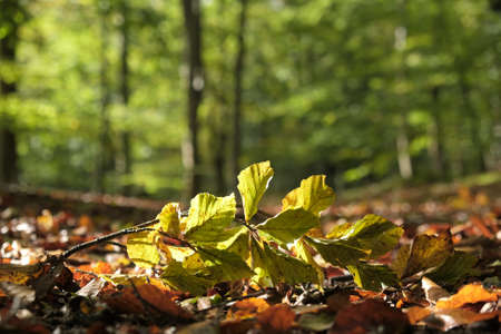A twig with beech (Fagus) leaves lies on a path in a forest in an autumn sceneryの写真素材
