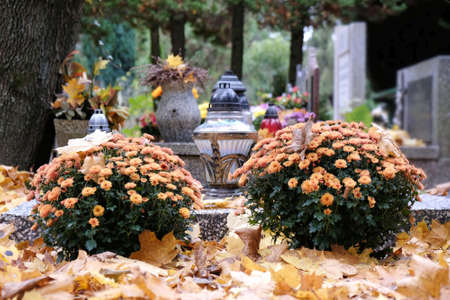 Flower pots with Very showy, China Aster (Callistephus chinensis) and glass candles among dry autumn...