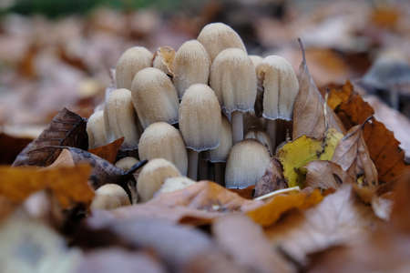 Group of mushooms Coprinellus micaceus among dry leaves in forest. Young mushrooms are edible.の写真素材