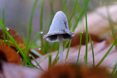 Little mushroom Coprinopsis lagopus among grass in forest.
