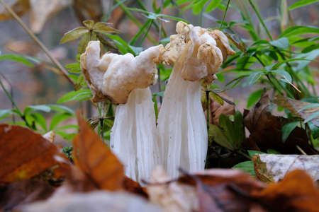 Group of amazing mushrooms Helvella crispa, also known as the white saddle, elfin saddle or common...