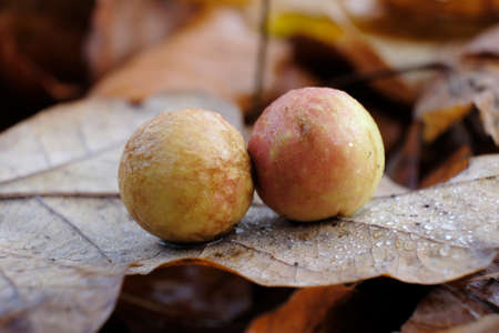 Two galls (cecidia) on an oak leaf. It is kind of swelling growth on the external tissues of plants,...