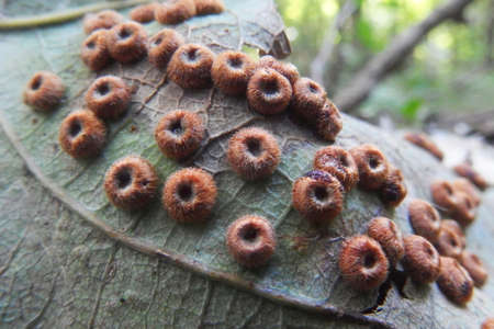 Strange growths on the leaf - Gall Neuroterus numismalis, insect larvae surrounded by a growth produced by the plantの写真素材