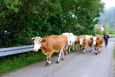 Krempna, Poland - circa July 2020: Old man leading a herd of cows in polish village by the road.のeditorial素材