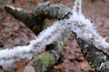 An unusual natural phenomenon - mysterious hair ice on wood looks like angle hair. The fungus Exidiopsis effusa is responsible for this crystallization process.の写真素材