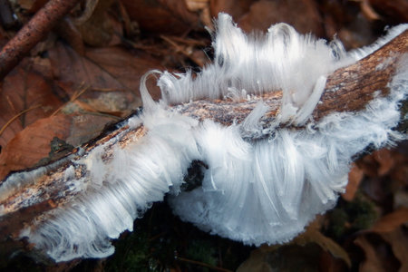 An unusual natural phenomenon - mysterious hair ice on wood looks like angle hair. The fungus Exidiopsis effusa is responsible for this crystallization process.