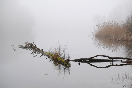 Silence by the lake on a mysterious foggy day. Reflections of branches immersed in the water surface.の写真素材