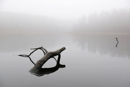 Silence by the lake on a mysterious foggy day. Reflections of branches immersed in the water surface.の写真素材