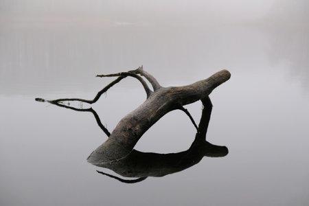 Moody misty landscape of lake with amazing effect of reflection of branches immersed in calm surface of water. Otomin Lake, Kashubia, Polandの写真素材