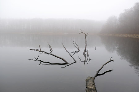 Moody misty landscape of lake with amazing effect of reflection of branches immersed in calm surface of water. Otomin Lake, Kashubia, Polandの写真素材