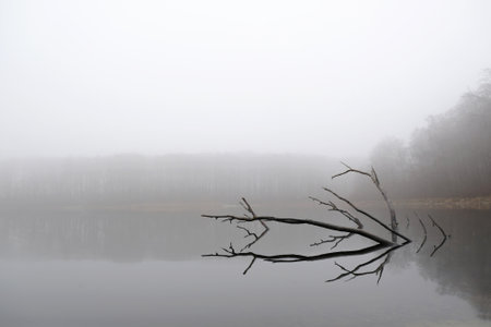 Moody misty landscape of lake with amazing effect of reflection of branches immersed in calm surface of water. Otomin Lake, Kashubia, Polandの写真素材