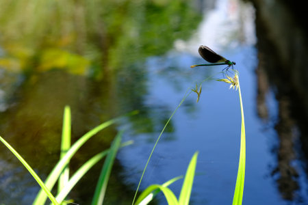 Beautiful green dragonfly Calopteryx splendens (banded demoiselle) on green blades of grass by river in sunny dayの写真素材