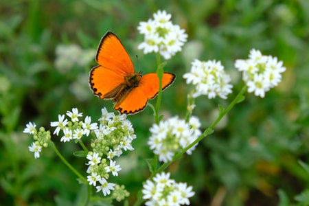 Beautiful small orange butterfly scarce copper (Lycaena virgaureae) sitting on white flowers on meadowの写真素材
