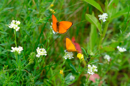 Two beautiful small orange butterflies scarce copper (Lycaena virgaureae) sitting on white flowers on meadowの写真素材