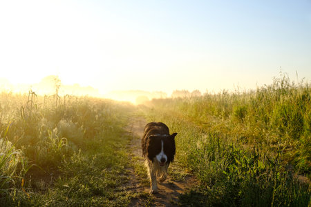 Happy Border Collie dog during walk on wet fields with dew in misty morning with light of sun.の写真素材