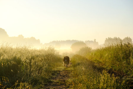 Happy Border Collie dog during walk on wet fields with dew in misty morning with light of sun.の写真素材