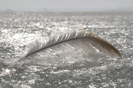 A delicate feather lies on frozen surface of sea. The ice glistens silver in the sun. Silhouette of people on horizon.の写真素材
