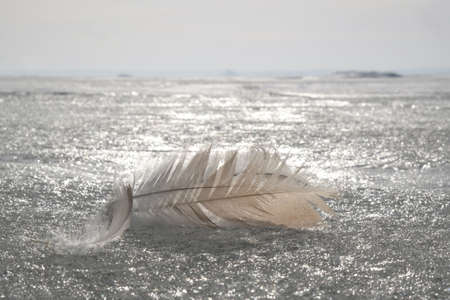 A delicate feathers lie on frozen surface of sea. The ice glistens silver in sun.の写真素材