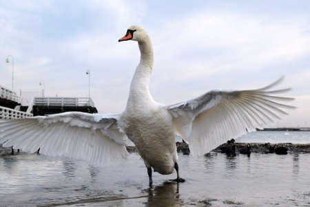 A close-up of a swan with spread wings, standing on the seashore by the pier. Baltic Sea, Sopot, Polandの写真素材