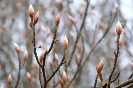Branches of beech (Fagus) with buds in early spring