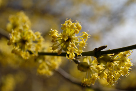 The blooming tree with yellow flowers - Cornus mas (Cornelian cherry, European cornel or Cornelian...