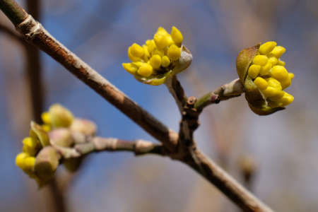 The blooming tree with yellow flowers - Cornus mas (Cornelian cherry, European cornel or Cornelian cherry dogwood)の写真素材