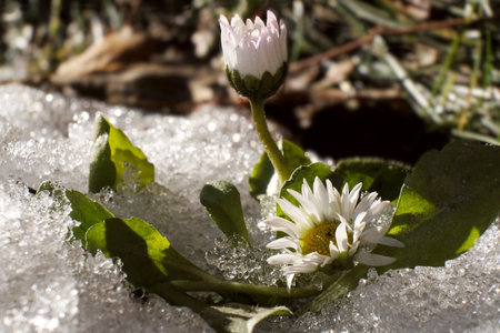 Daisies growing in the snow in very early springの写真素材
