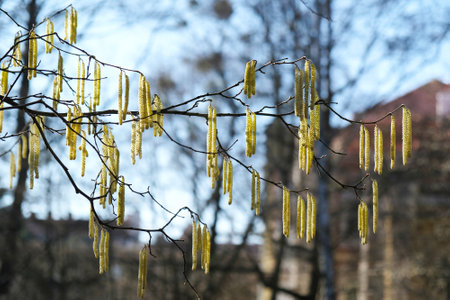 A branch with Alnus glutinosa (black alder) catkins in the park in early springの写真素材