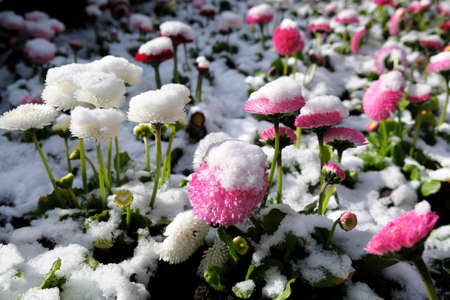Purple and white daisies covered with snow on a flower bed in the parkの写真素材