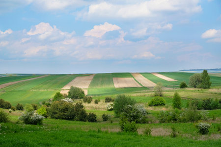 Blooming fruit trees between beautiful fields in colorful stripes illuminated by the sun around Suloszowa, Jura region, Cracow-Czestochowa Upland, Polandの写真素材
