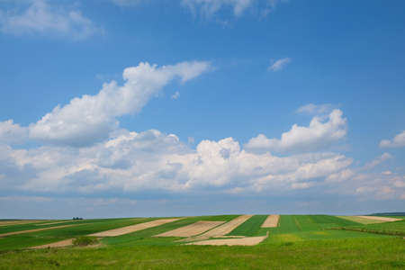 Lonely blooming fruit tree between beautiful fields in colorful stripes illuminated by the sun...