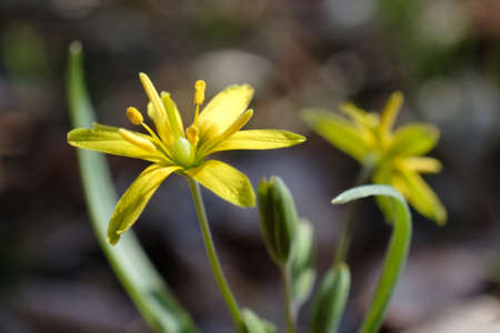 Close up of Gagea lutea (yellow star-of-Bethlehem) - spring plant with yellow flowers