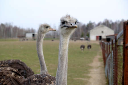 A flock of ostriches on an ostrich farm