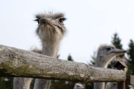 Ostriches on an ostrich farm. Close-up on the heads of the birds over fence.の写真素材