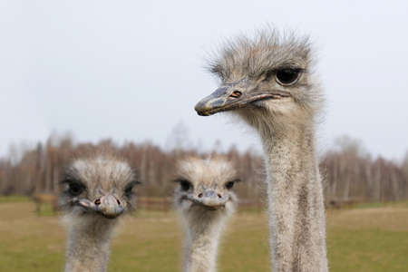 Ostriches on an ostrich farm. Close-up on the heads of the birds.の写真素材