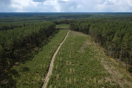 Views of forest and road from above, view from the foresters' observation tower on Bukowa Mount,...
