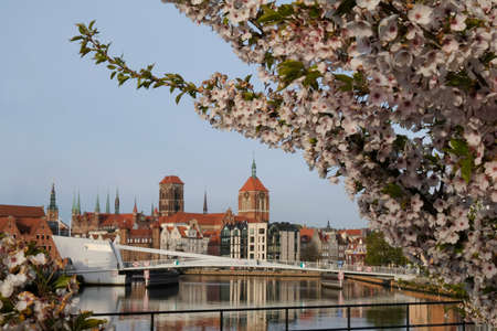 Branches with pink flowers of fruit tree Prunus serrulata and panorama of Old Town of Gdansk with...