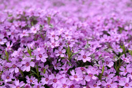 Texture with a lot of purple flowers Phlox subulata (creeping phlox, moss phlox, moss pink, mountain...