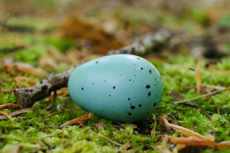 A blue polka dot thrush egg lies on moss in forest. The thrushes sometimes lay their eggs outside the nest.の写真素材