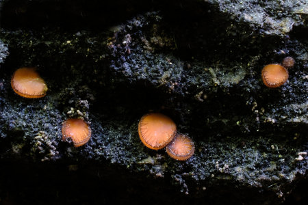 Amazing forest little mushrooms - Scutellinia scutellataの写真素材