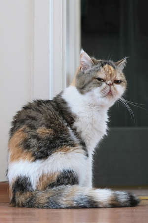 Portrait of a cat sitting at the door frame in the room and looking into the lens. This is the Exotic cat breed. It is similar to a Persian cat, but has short hair.の写真素材