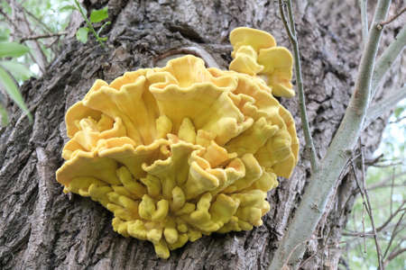 Laetiporus sulphureus is a species of bracket fungus. Its common names are crab-of-the-woods, sulfur...