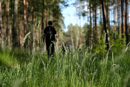 Grass in the forest lit by the sun, silhouettes of hikers in the background