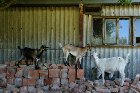 Three young goats are walking on bricks in farmlandの写真素材